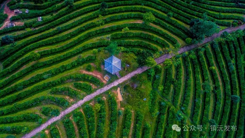 Eight Key Tea Areas in Zhenyuan, Yunnan: Each Mountain Unique, Every Season Beautiful-3