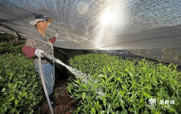 Hangzhou Endures High Temperatures as Tea Farmers Water to Fight Drought-1