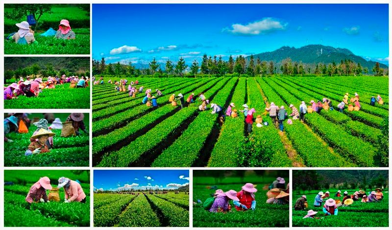 Anxi: The Capital of a Hundred Teas, Enriching the People with Each 