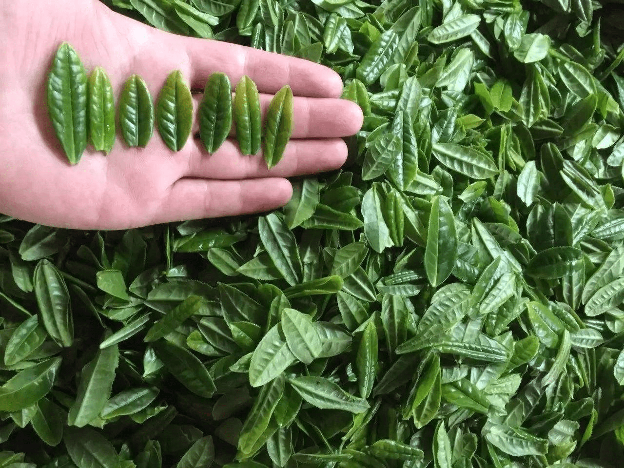 What is Liu'an Guapian? An Introduction to This Unique Chinese Green Tea-2