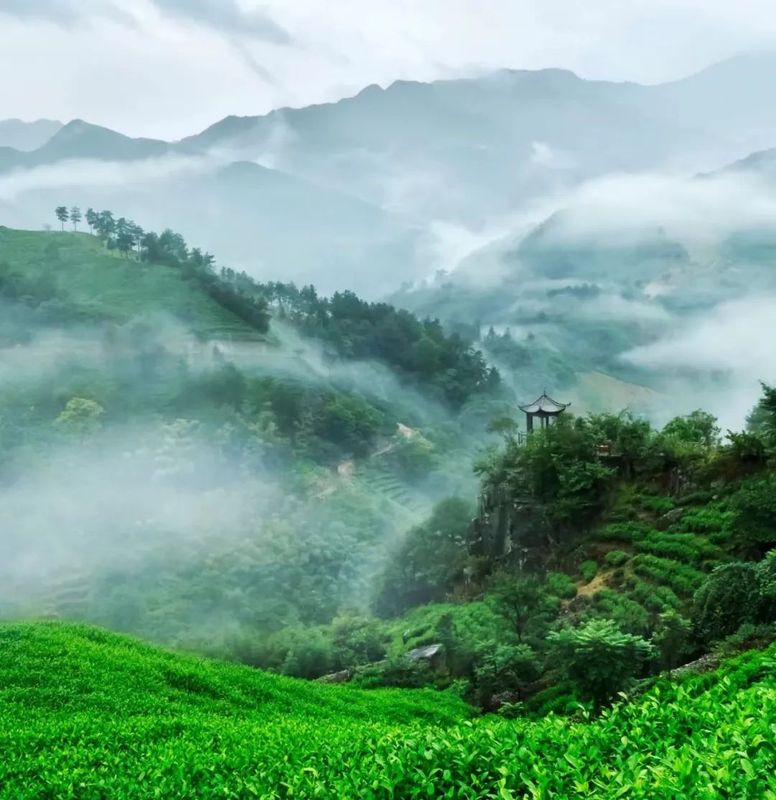 Suxianshi Township: Leading with Party Building for a Fragrant Tea Industry—Vitalizing the 