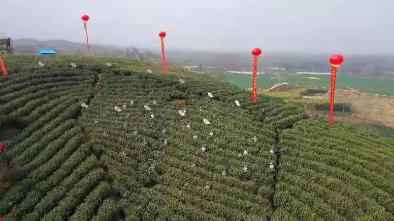 Huaiyuan Tongbai: Empowering the Tea Industry with Technology for Quality and Efficiency-2