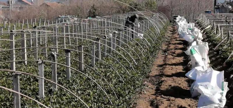 Rizhao City: Technical Guidance for Tea Gardens Dealing with Extreme Weather-2