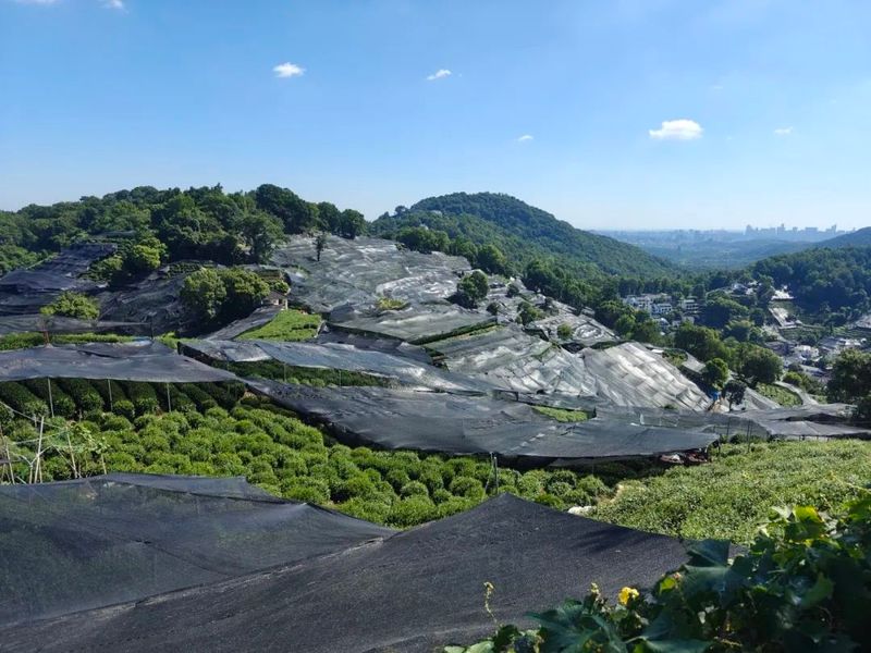 Wengjia Mountain Village Tea Garden: Greenery Unreduced, Drought Resistance in Progress!-1