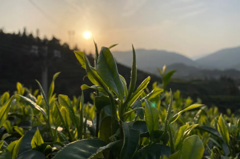 Where is Dahongpao tea produced?-1