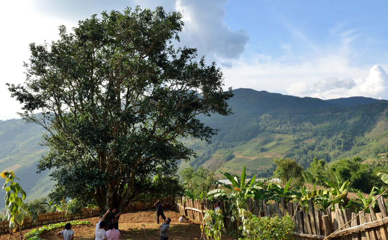 Bangwei Ancient Tea Tree: A Transitional Type Between Primitive Wild and Cultivated Tea Trees-1