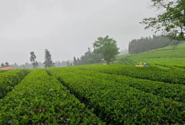 Wugang's Agricultural Special Feature: Turning Small Tea Leaves into a Big Industry-1