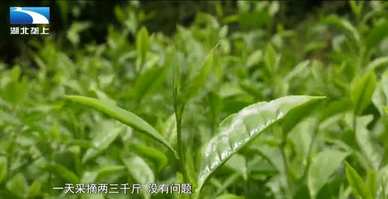 Enshi Prefecture's Mechanized Summer and Autumn Tea Harvest Paves a Path to Prosperity for Tea Farmers-3