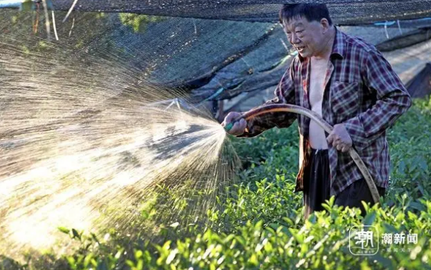 Hangzhou Endures High Temperatures as Tea Farmers Water to Fight Drought-5