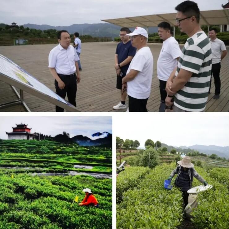 Times and Light: Hundred Stories of Sichuan - Entering the Basalt Cloud Sea Rich in Selenium Tea Base in Sanqing Temple Village, Gujun Town, Wanyuan City-3