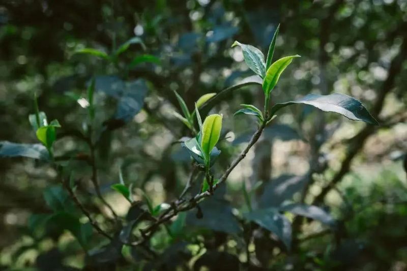 Tea Fragrance in Xishuangbanna - Yi Wu's Manxiu Village-2