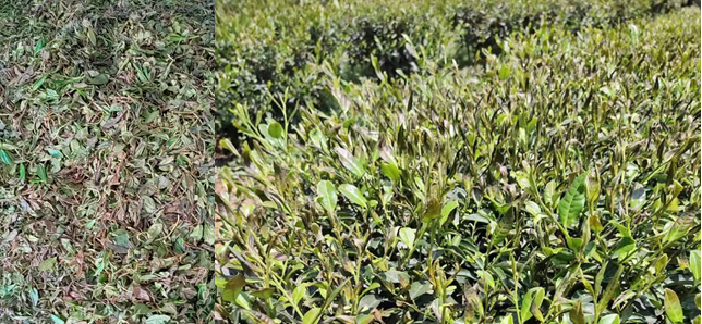 Countermeasures for Frost Damage in Guizhou's Spring Tea Gardens in 2022-7