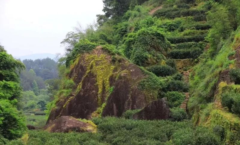 Narcissus Tea, a Variety of Wuyi Rock Tea-1