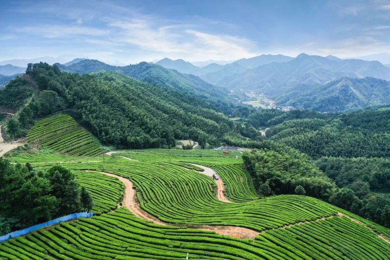 Anhua Black Tea and Simao Pu'er: Twin Teas from the Golden Tea Belt at 30° North Latitude-1