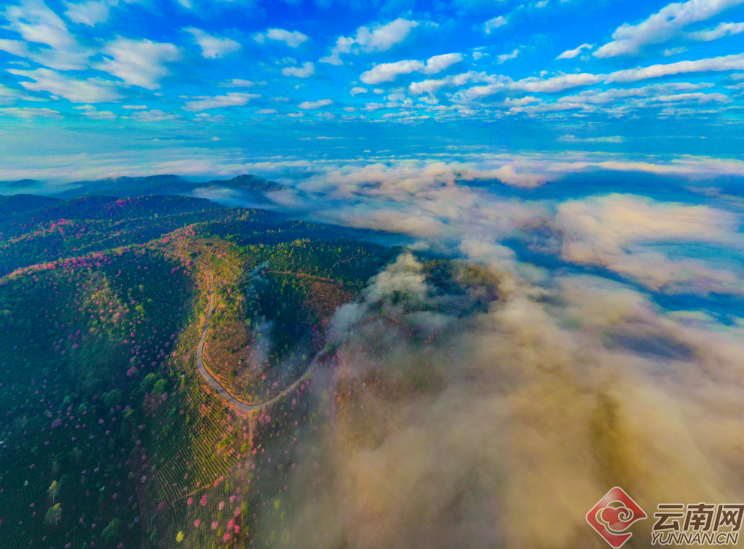 Puer: Jingmai Mountain Has Not Only Ancient Tea Trees but Also Winter Cherry Blossoms over Thousands of Mu-1