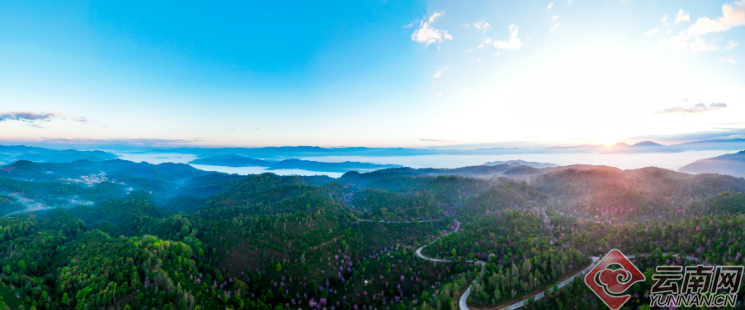 Puer: Jingmai Mountain Has Not Only Ancient Tea Trees but Also Winter Cherry Blossoms over Thousands of Mu-6