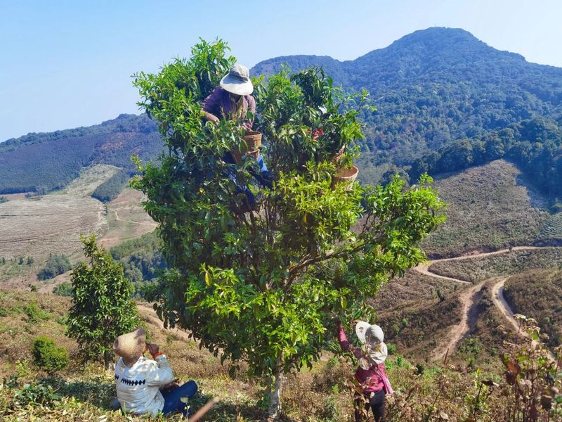 Jinggu Yizhi: The Aroma of Wild Tea in the Mountains Keeps Tea Farmers Busy Picking-5