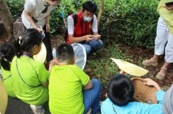 Huangshan City’s Huizhou District: “Environmental Protection Classroom” in the Tea Garden