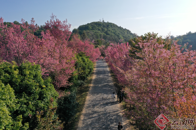 Puer: Jingmai Mountain Has Not Only Ancient Tea Trees but Also Winter Cherry Blossoms over Thousands of Mu-3