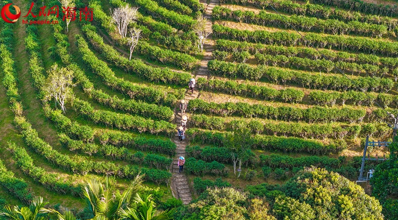 Wuzhishan, Hainan: Green Mountains and Clear Waters Nurture 