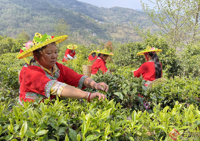 Yunnan Fengqing: There's an Ancient Tea Called 