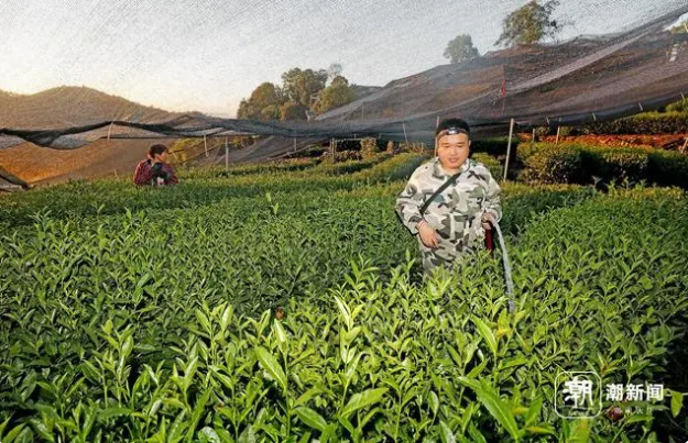 Hangzhou Endures High Temperatures as Tea Farmers Water to Fight Drought-4