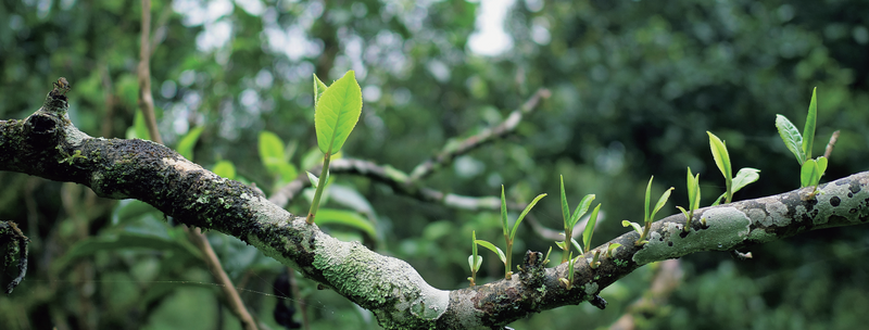 Tea is the true manifestation of nature.