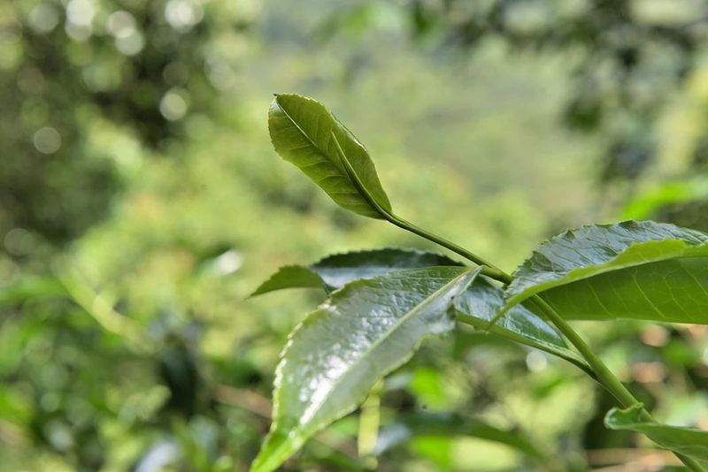 Seeking Tea in Changning: The Secret Paradise Mountain, a Haven for Wild Tea-8