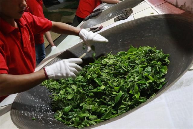 Pu'er Tea Production: The Metamorphosis of a Single Leaf-4