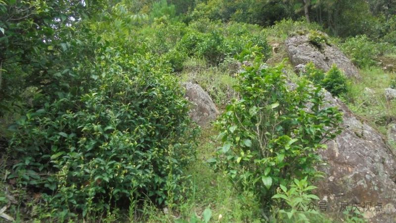 Guodazhai Township, Fengqing County: 'Rock Tea' Goes Online and Beyond the Mountains-1