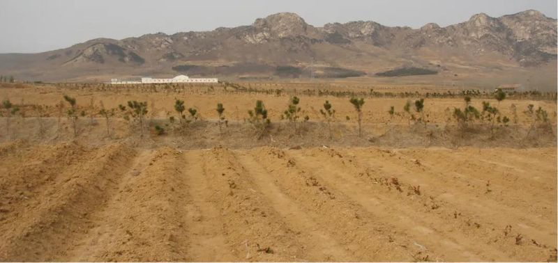 Rizhao City: Technical Guidance for Tea Gardens Dealing with Extreme Weather-6