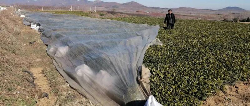 Rizhao City: Technical Guidance for Tea Gardens Dealing with Extreme Weather-13