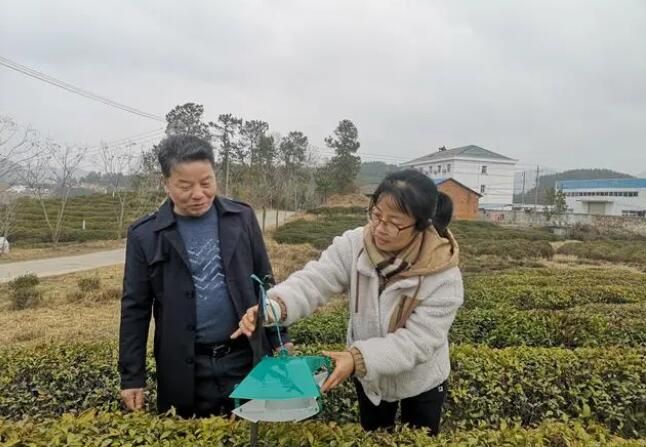 Guocha Tea Experts Provide Guidance on the Renovation and Improvement of Low-Yielding and Inefficient Tea Gardens in Hong'an-2