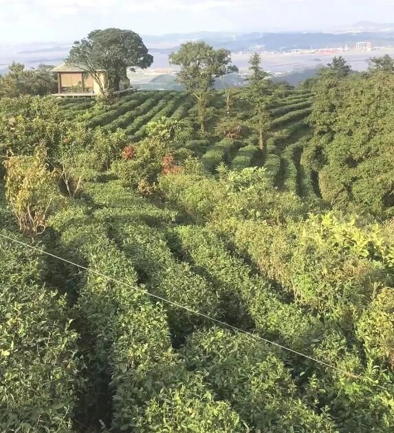 The Characteristics of Zhoushan Tea Gardens-4