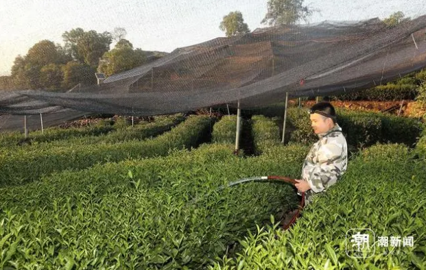 Hangzhou Endures High Temperatures as Tea Farmers Water to Fight Drought-3