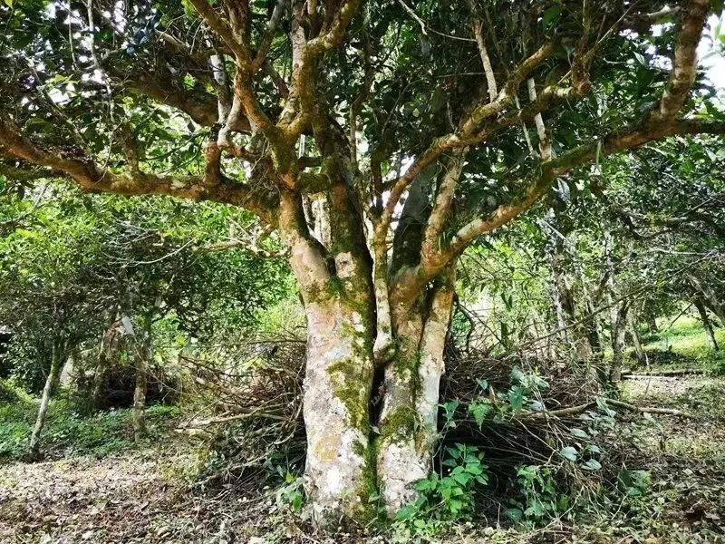 Tea Fragrance in Xishuangbanna: The Famous Pu'er Mountain, Pasha Tea Mountain-2