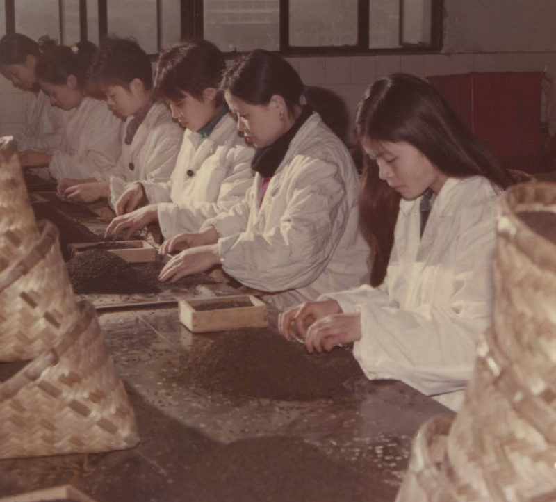 The History of Yibin's Sichuan Black Tea: VII. The Establishment of the Yibin Tea Factory-3