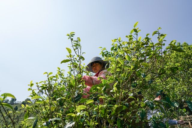 Lincang Bingnong Mountain 2024 Spring Tea Prices-3