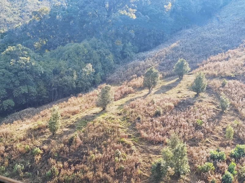 Jinggu Yizhi: The Aroma of Wild Tea in the Mountains Keeps Tea Farmers Busy Picking-8