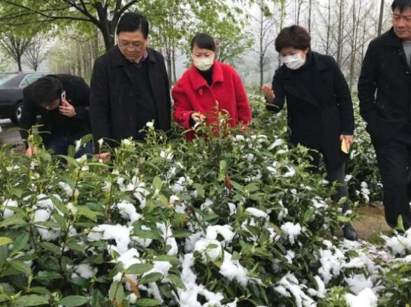 Countermeasures to Prevent Frost Damage in Tea Trees During Winter with Significant Temperature Drops-3