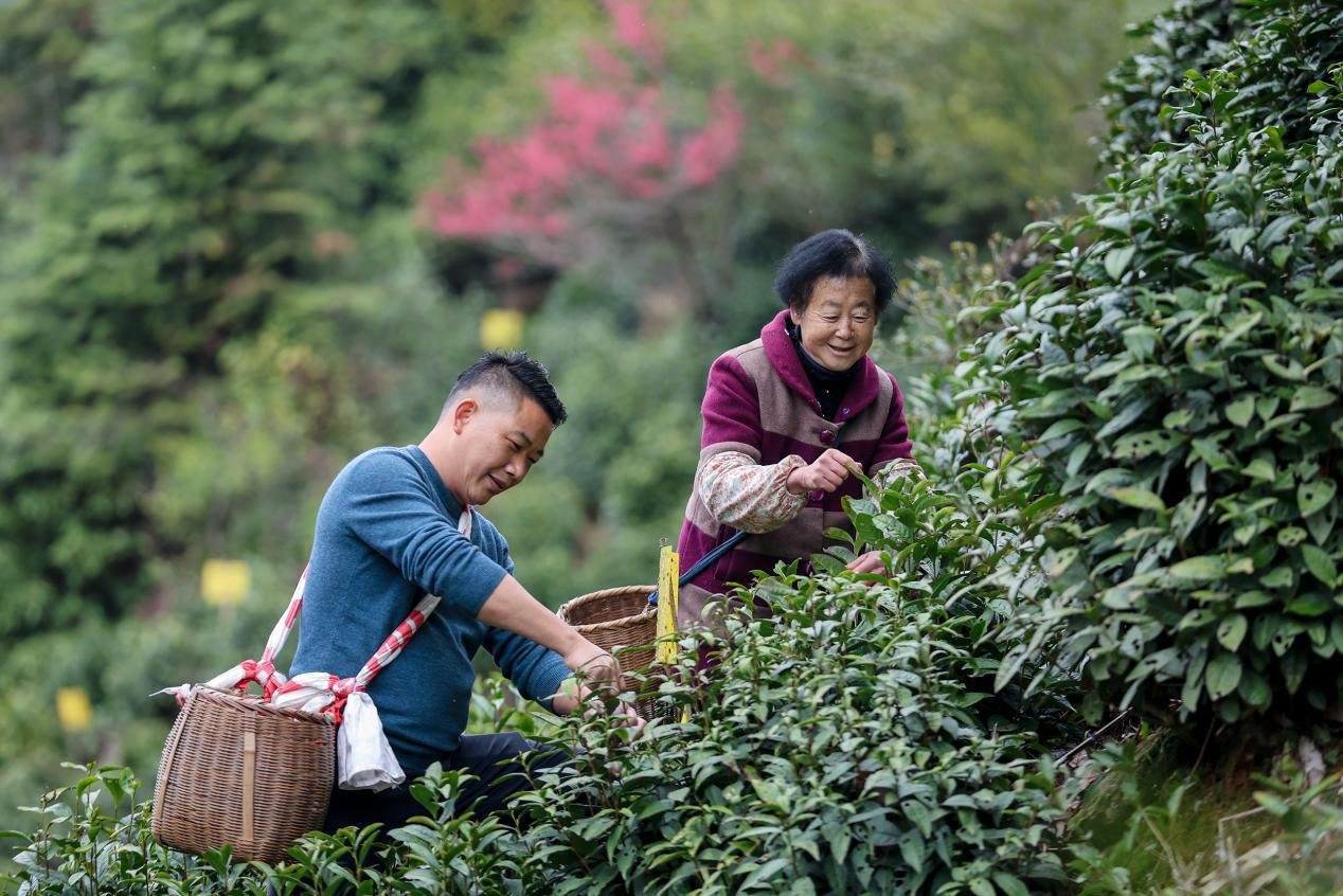 Huangshan Maofeng Tea Price per Pound: Unveiling the Pricing Secrets!-1