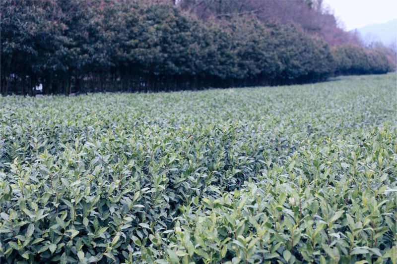 Hardcore Notes: Nine Questions to Help You Understand the Picking and Processing of High-Quality Green Tea-2