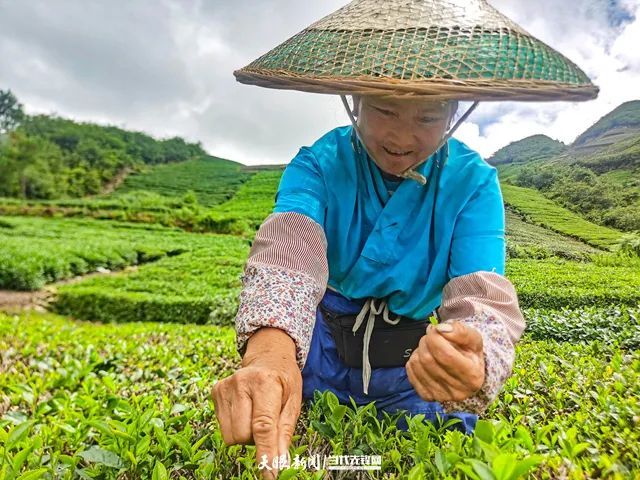 Guiting Cloudy Mist Tribute Tea: Summer and Autumn Tea Production Boosts the Green Industry, Extending Development “Dividends”-1