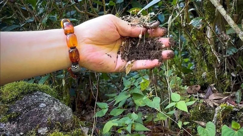 Exploring the Origin: The Wild Charm of Zhenghe Ancient Tree White Tea-5