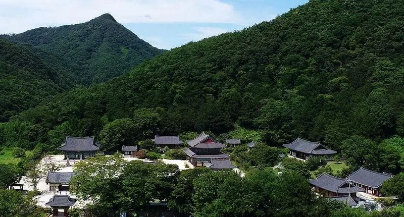 Production Technique of Korean Jeoncha (Money Tea)-2