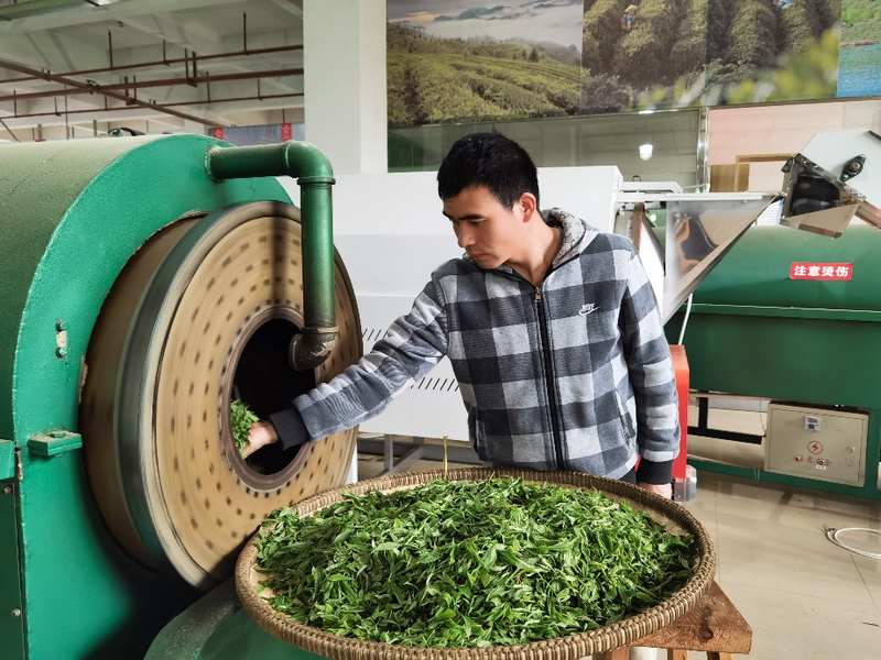 Issues in Guizhou Green Tea Processing and Key Technical Points for Solutions-5