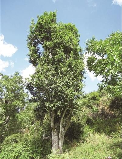 The History of Tea Planting and Drinking Among the Ethnic Groups in Yongchang-1