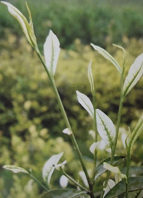 Albino Tea Quality Control —— Poor Quality Control