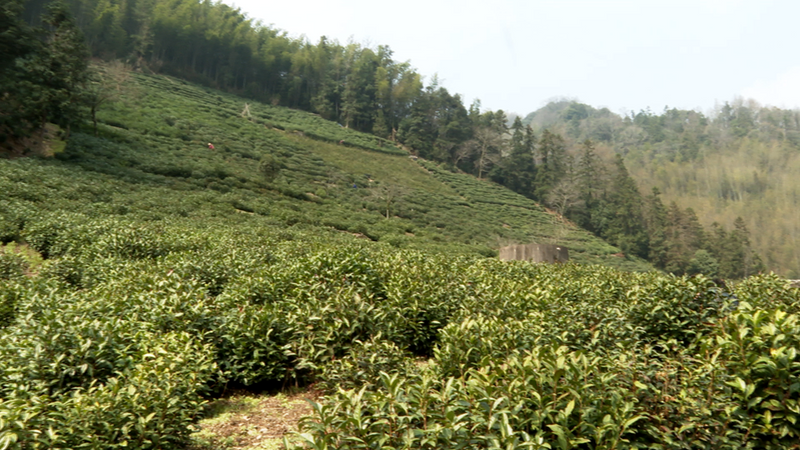 High Mountain Tea Gardens in Huangshan District Welcome On-site Guidance from Tea Professors!-3