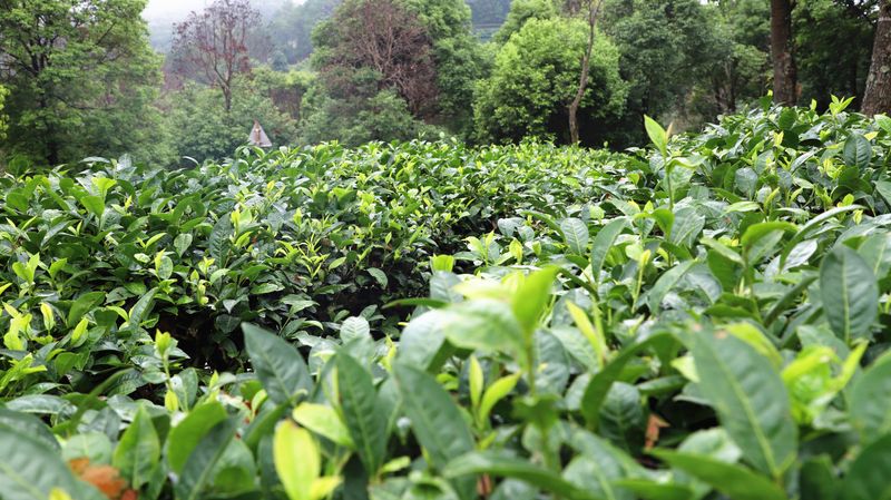 Mojiang: Tea Gardens Verdant After the Rain-4